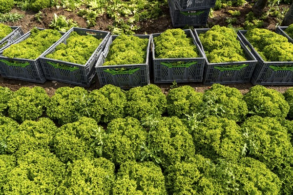 Harvesting Lollo Bianco lettuce, harvest workers cut off the lettuce heads, clean them and put them