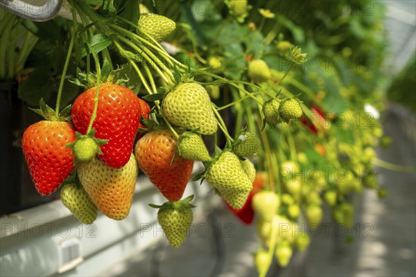 Strawberry cultivation in a greenhouse, young strawberry plants are growing, at different stages of