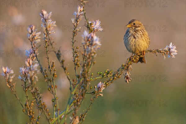 Corn Bunting, Miliaria calandra, Emberiza calandra, Bruant proyer, Triguero, Lesbos, Greece, Europe