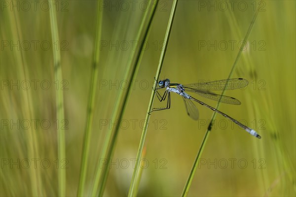 Blue-tailed damselfly (Ischnura elegans) on a stalk, IsojÃ¤rvi National Park, Finland, Europe
