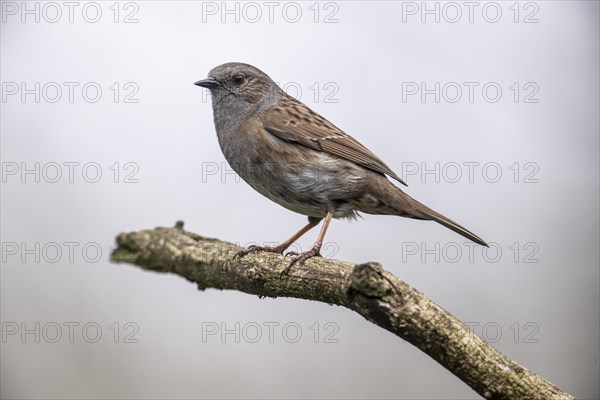 Dunnock (Prunella modularis), Emsland, Lower Saxony, Germany, Europe