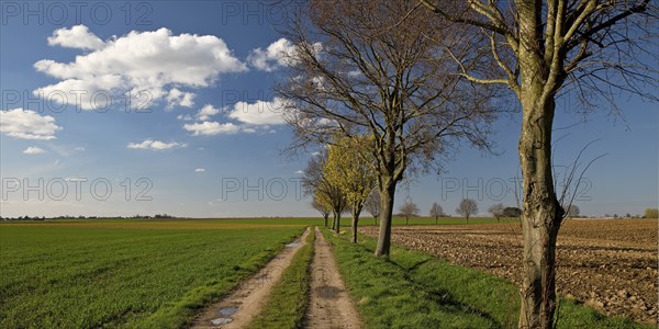 Path with trees in an argar landscape, Grottenherten, Bedburg, Rhine-Erft district, Lower Rhine,