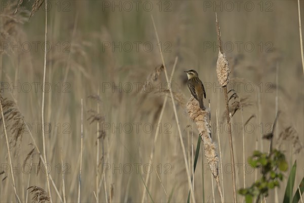 Sedge warbler (Acrocephalus schoenobaenus) adult bird on a reed stem in a reedbed in the summer,