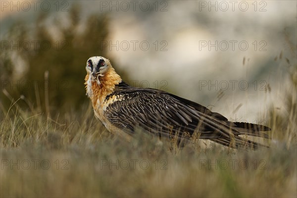Old bearded vulture (Gypaetus barbatus), prey, fur remains, Catalonia, Pyrenees, Spain, Europe