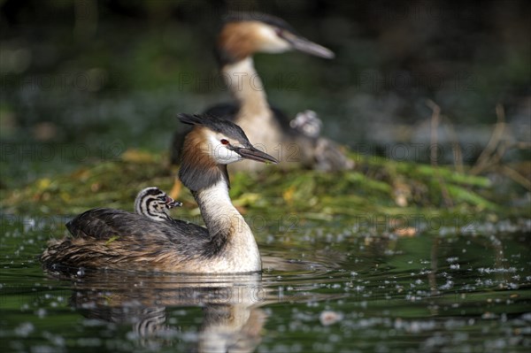 Great Crested Grebe (Podiceps cristatus), pair at the nest, with chicks, Krickenbecker Seen, North