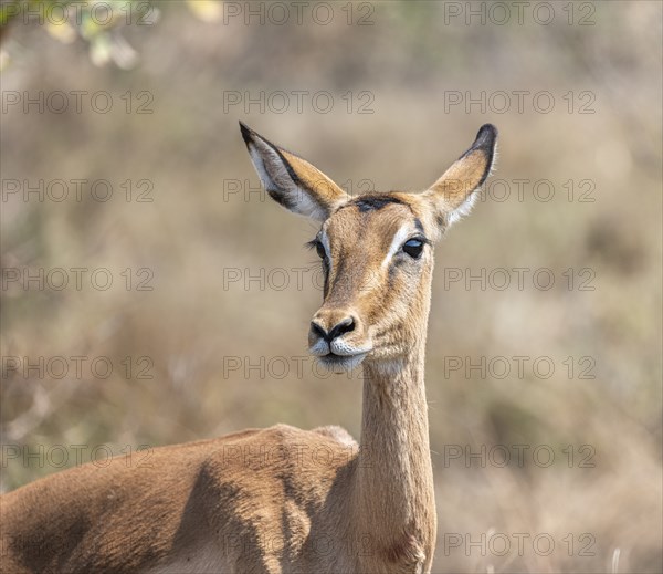 Impala (Aepyceros melampus), black heeler antelope, female, animal portrait, Kruger National Park,