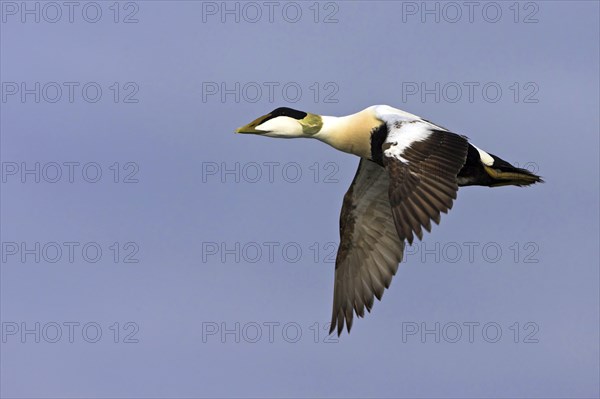 Common eider (Somateria mollissima), Heligoland, Westerhever, Schleswig-Holstein, Federal Republic