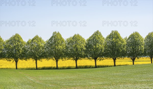 Avenue with linden trees by fields with rapeseed in Ystad Municipality, Skane, Sweden, Scandinavia,