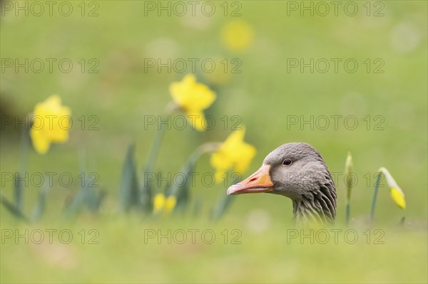 A greylag goose (Anser anser) partially obscured by grass with yellow daffodils in the background,