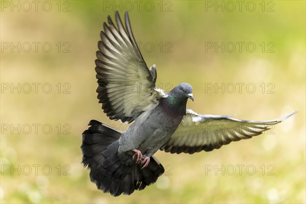 City dove (Columba livia forma domestica) in flight, wildlife, Germany, Europe