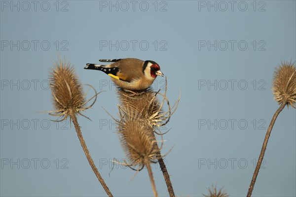 European goldfinch (Carduelis carduelis) adult bird on a Teasel (Dipsacus fullonum) seedhead,