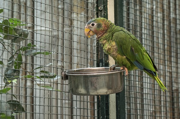 Jamaican Amazon (Amazona collaria), Walsrode Bird Park, Lower Saxony, Germany, Europe