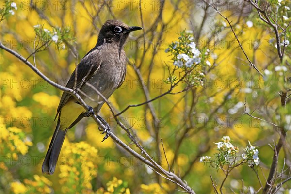 Cape Bulbul (Pycnonotus capensis), adult, on guard, Kirstenbosch Botanical Gardens, Cape Town,
