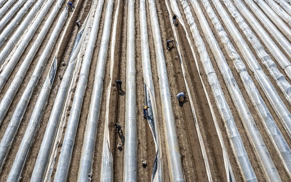 Asparagus harvest in the Rhineland, asparagus pickers at work in an asparagus field covered with