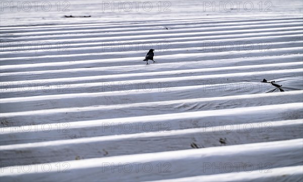 Asparagus fields, asparagus stems under foil, for faster growth, KrÃ¤hellen, near Kirchhellen,