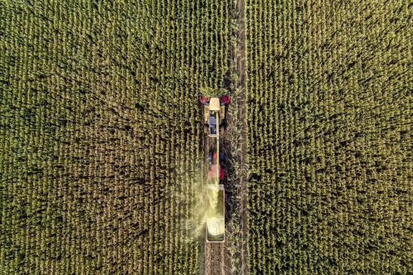 Maize harvest, combine harvester, chopper works its way through a maize field, the silage is pumped