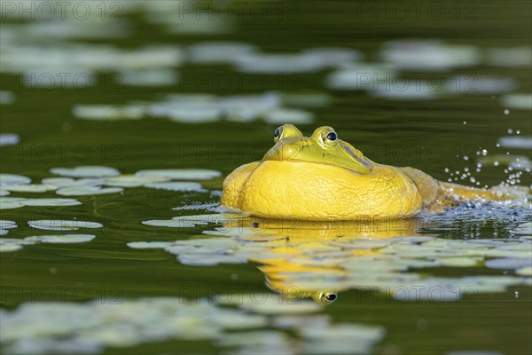 Bullfrog, Lithobates catesbeianus. A male bullfrog floating on a lake and calling when another male