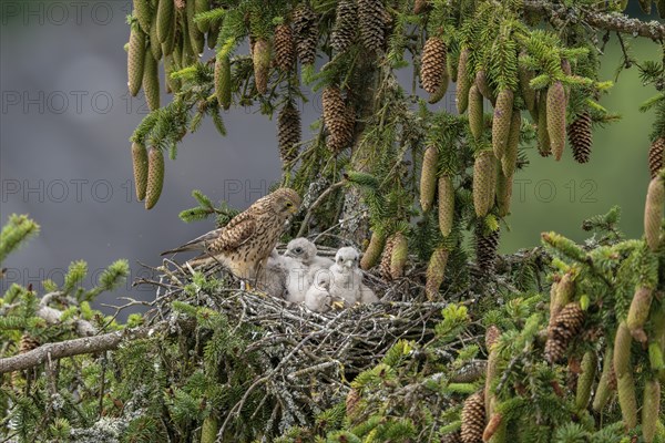 Common kestrel (Falco tinnunculus), female adult bird with young birds not yet ready to fly in the