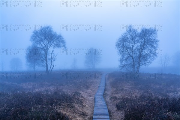 The High Fens nature park Park, in the German-Belgian border region near Eupen, winter, fog, wooden
