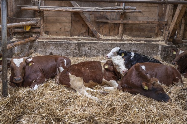 Calves lying on straw in the barn on an organic farm, North Rhine-Westphalia, Germany, Europe