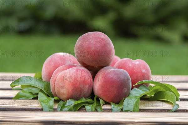 Peach (Prunus persica 'Winzertraum'), An den Dorfwiesen 9, Germany, Europe
