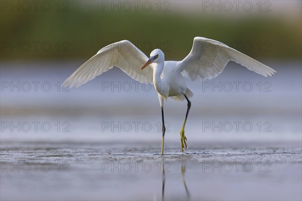 Western Reef Heron, Western Reef-Heron, Western Reef-Egret, (Egretta gularis), Garceta Dimorfa,