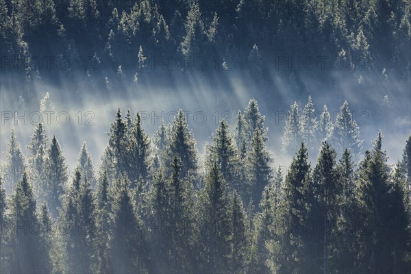Fog and forest in OberÃ¤geri in the canton of Zug, Switzerland, Europe