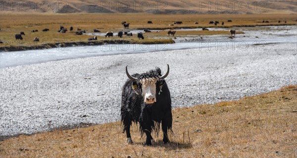 Cute yak in front of a river, Issyk Kul province, Kyrgyzstan, Asia