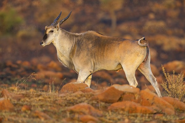 Elantilope, Eland, Taurotragus oryx, Antelope, antelope, Suikerbosrand Nature Reserve,