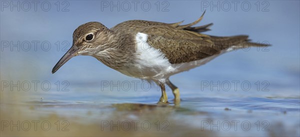 Common greenshank (Tringa nebularia) Chevalier aboyeur, Archibebe Claro, Offstein sewage ponds,