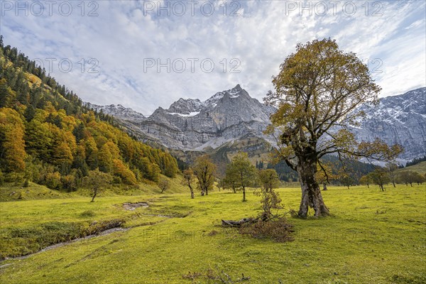 Maple trees with autumn leaves, autumn landscape in RiÃŸtal with Spritzkarspitze, GroÃŸer