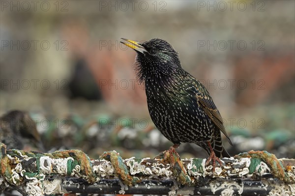 Common starling (Sturnus vulgaris) adult bird singing on a lobster fishing pot in a urban harbour,