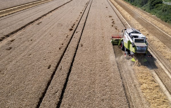 Agriculture, grain harvest, wheat, combine harvester harvesting in a wheat field, near