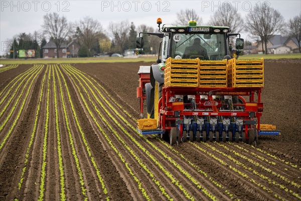 Lettuce plants, in press pots, they are planted in a field with a planting machine, agriculture,