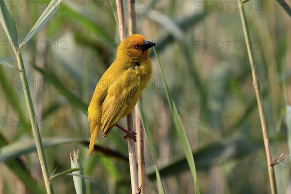 Eastern golden weaver (Ploceus subaureus), adult, male, auto-waiting, alert, Saint Lucia Estuary,