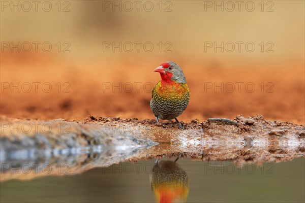 Green-winged pytilia (Pytilia melba), adult, at the water, Kruger National Park, Kruger National