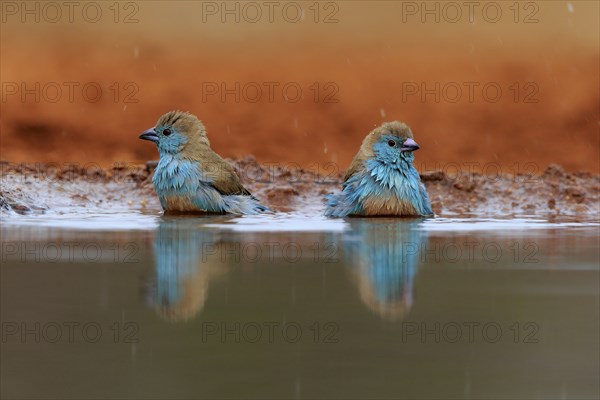Angolan butterfly finch (Uraeginthus angolensis), blue-eared butterfly finch, adult, two birds, at