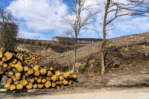 Cleared forest area north of the village of Öventrop, district of Arnsberg, dead spruce stands were