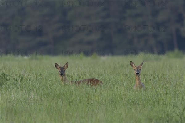 Roe deer (Capreolus capreolus) adult male buck and female doe animal in a farmland grass field in