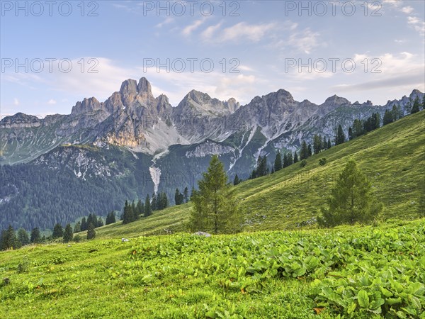 Alpine meadow in front of the large Bischofsmütze, Gosaukamm, Dachstein massif, Sulzenalm,