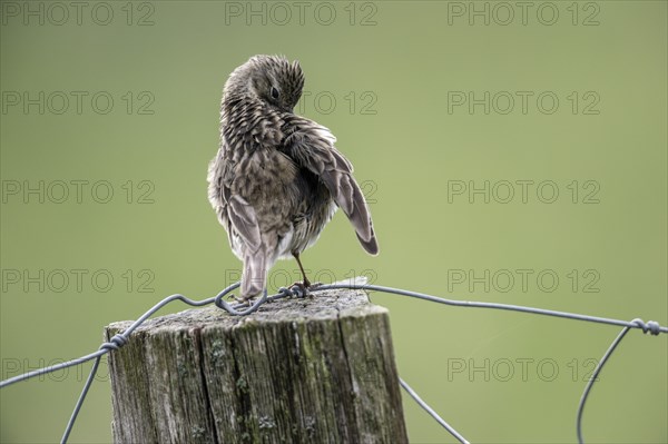Meadow pipit (Anthus pratensis) preening itself, Emsland, Lower Saxony, Germany, Europe