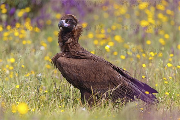 Monk Vulture, Monk Vulture, Black Vulture, (Cinereous Vulture), Aegypius monachus, Vautour moine,