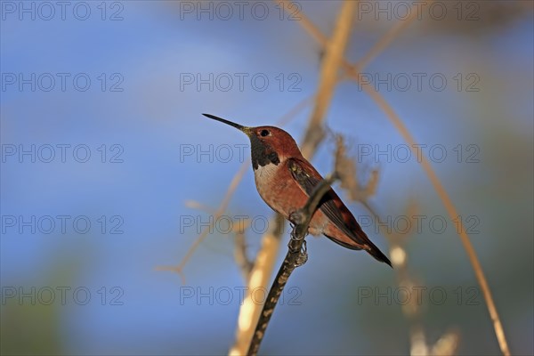 Rufous hummingbird (Selasphorus rufus), adult, male, perch, Sonoran Desert, Arizona, North America,