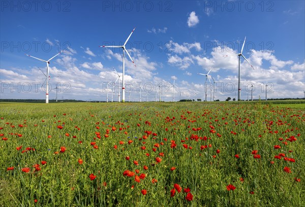 Wind farm, field with flower strips, insect-friendly border of fields with mixed flowers, poppies,