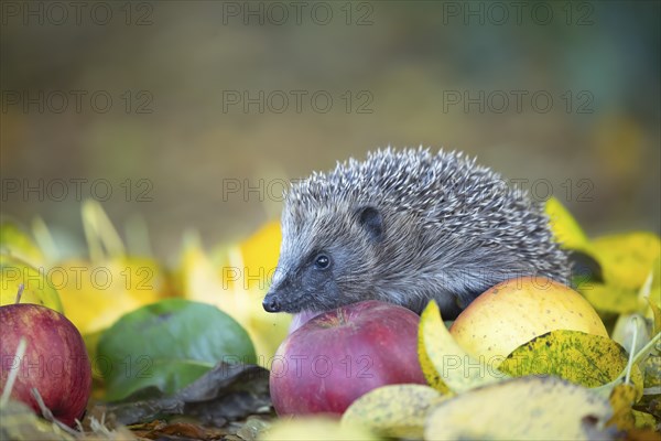 European hedgehog (Erinaceus europaeus) adult animal walking over fallen apples in a garden in the