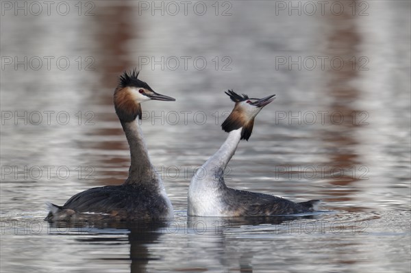 Great Crested Grebe (Podiceps cristatus), pair, courtship, mating dance, swimming on lake, Phoenix
