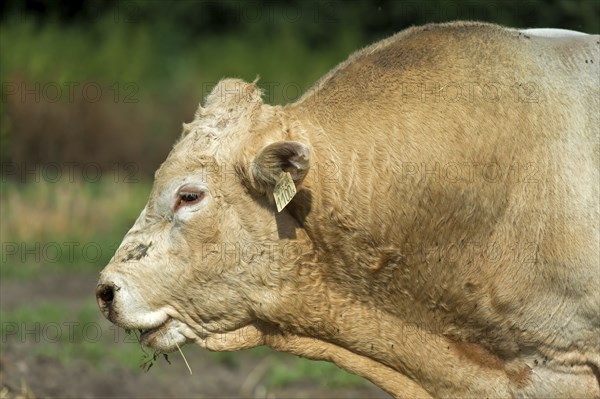 Animal portrait, hornless bull of the Charolais breed, Laszlomajor Meierhof, Sarrod, Fertö-Hansag
