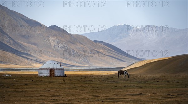 Horses at a traditional Kyrgyz yurt between golden meadows, Burkhan Valley, Terskey Ala-Too, Tien
