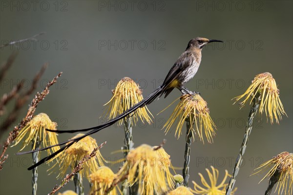 Cape Honeybird (Promerops cafer), adult, male, on flower, Protea, vigilant, Kirstenbosch Botanical