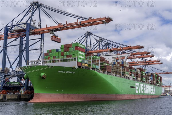 Euromax Container Terminal, container freighter Ever Genius, Evergreen shipping company, being